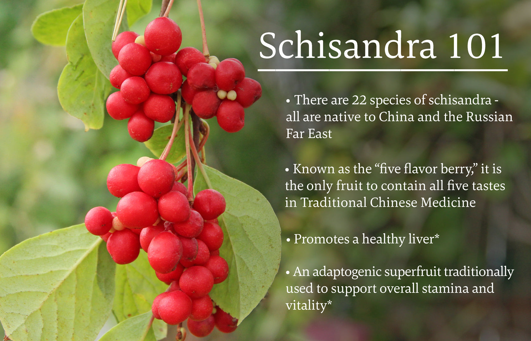 fresh schisandra berries infographic 