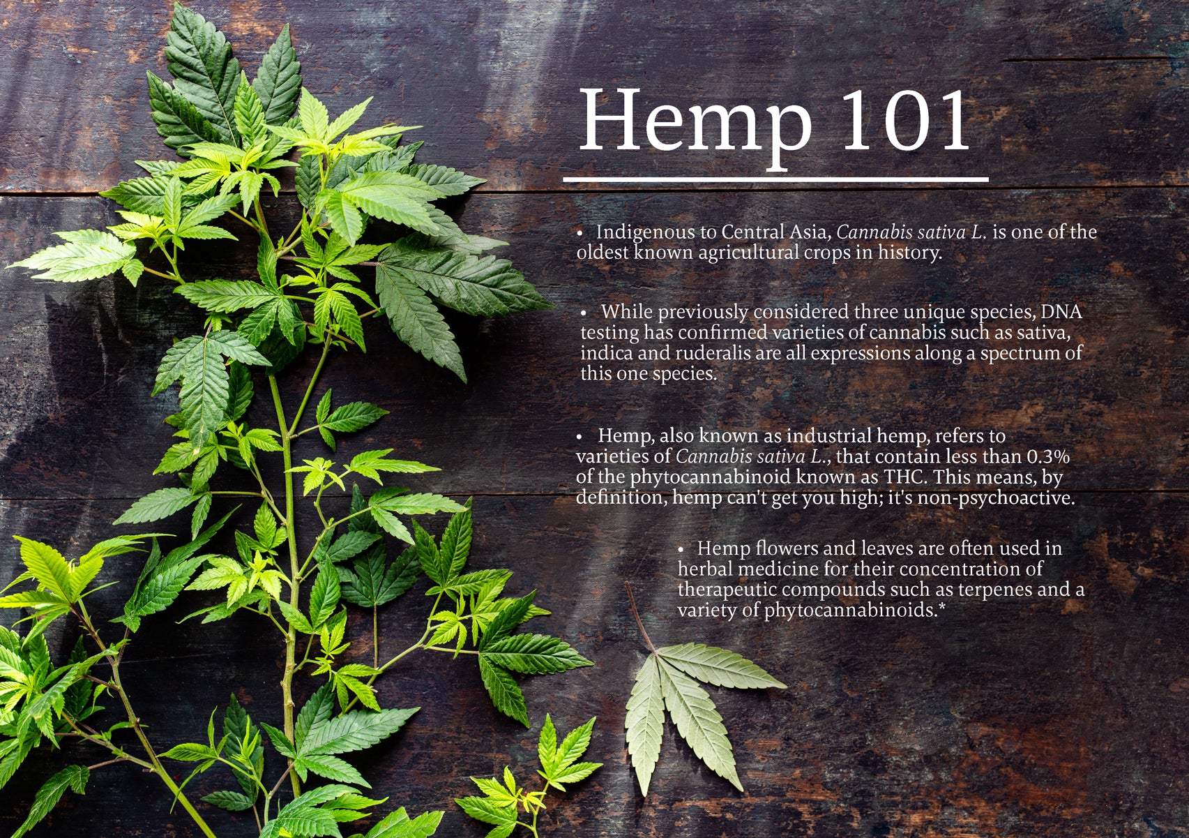 Infographic of hemp plant on wood with bullet point facts about Cannabis sativa L. /><p> </p>
<h2>Traditional Medicinals Hemp+Herb Teas</h2>
<p>After great care and effort, we are proud to introduce hemp into our apothecary of herbal medicines! The summer of 2020 marks the launch of our new line of <a href=