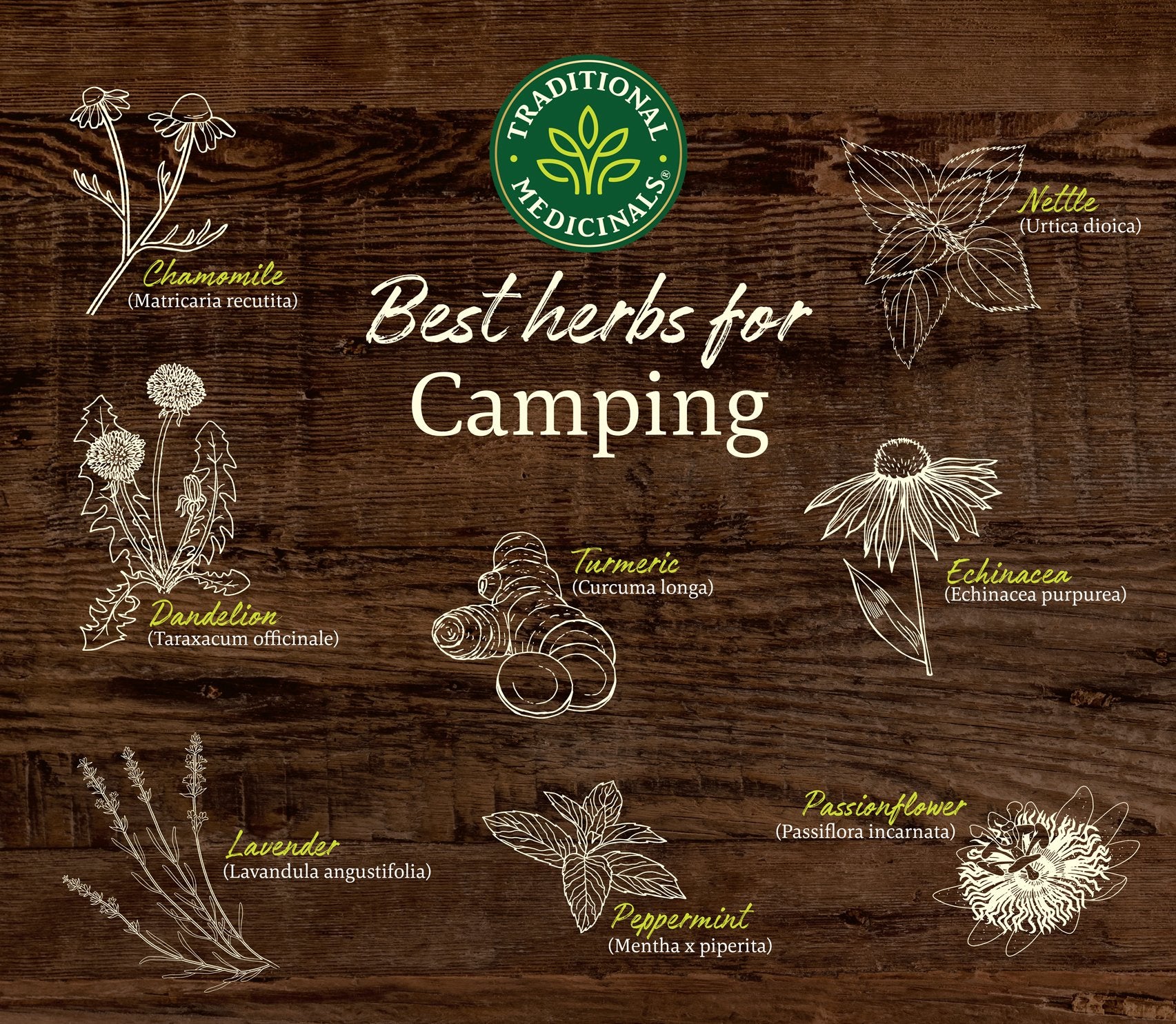 Herbal essentials for camping infographic