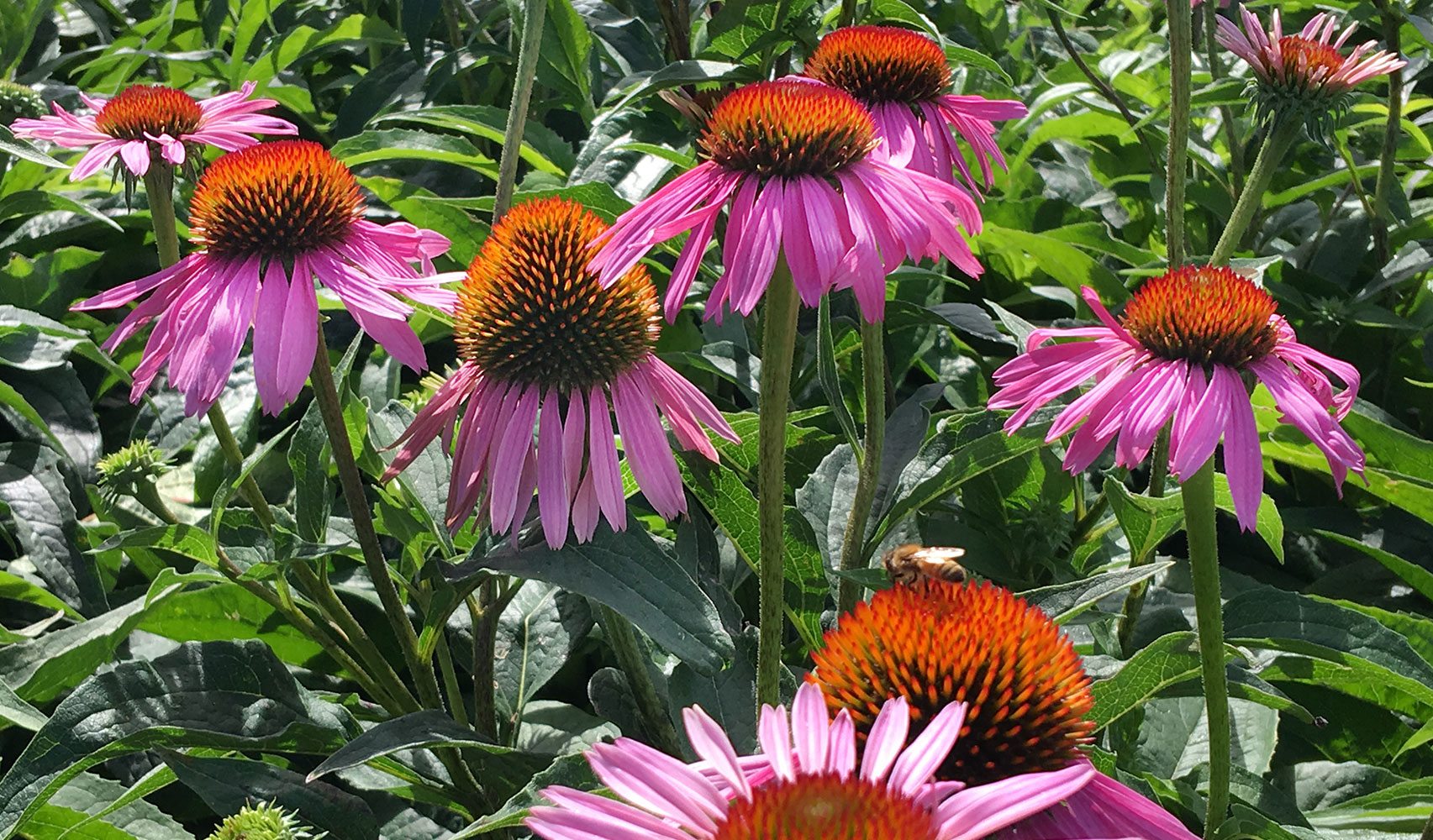 echinacea flower