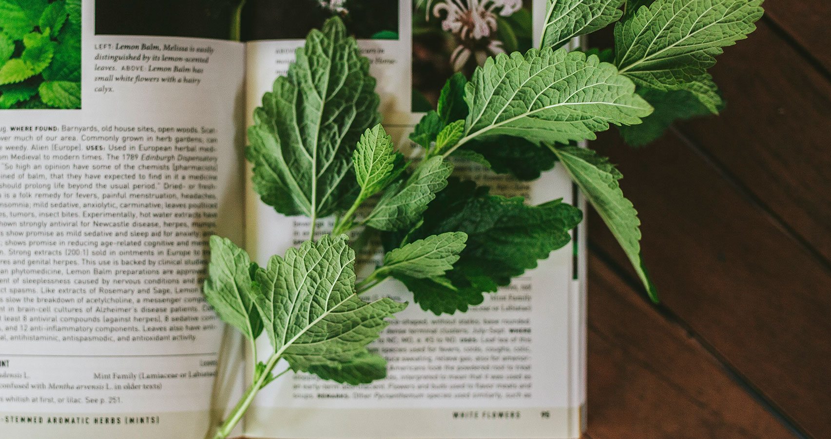 herbs on top of book