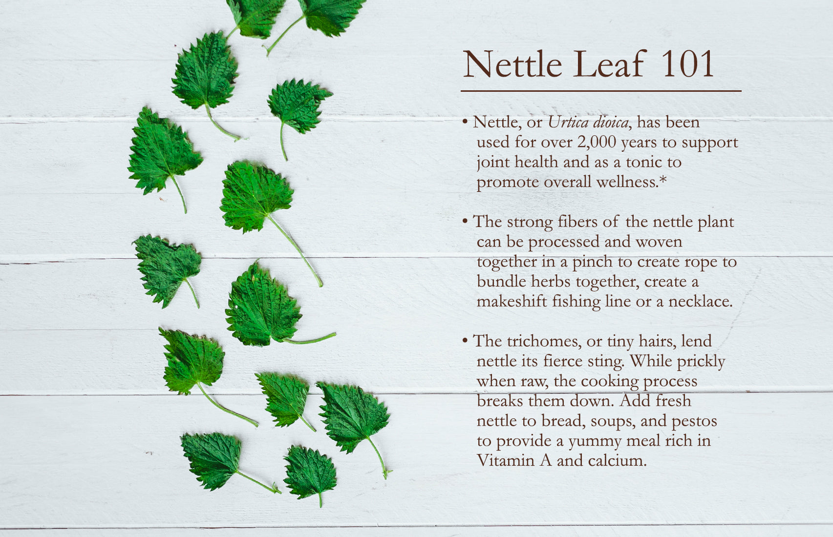 Herb of the Month – Nettle  Women's Birth & Wellness Center