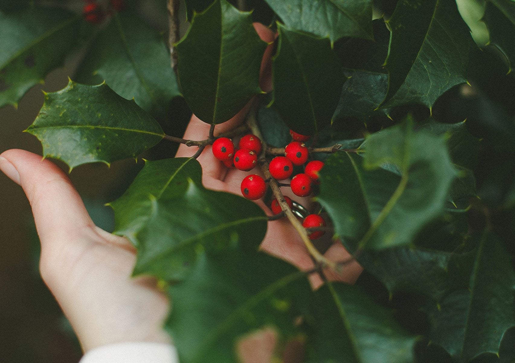  holly with red berries