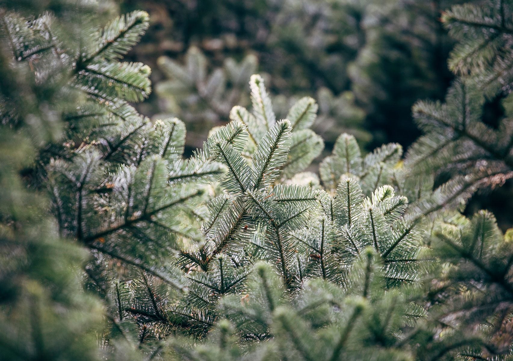 snow frosted evergreen