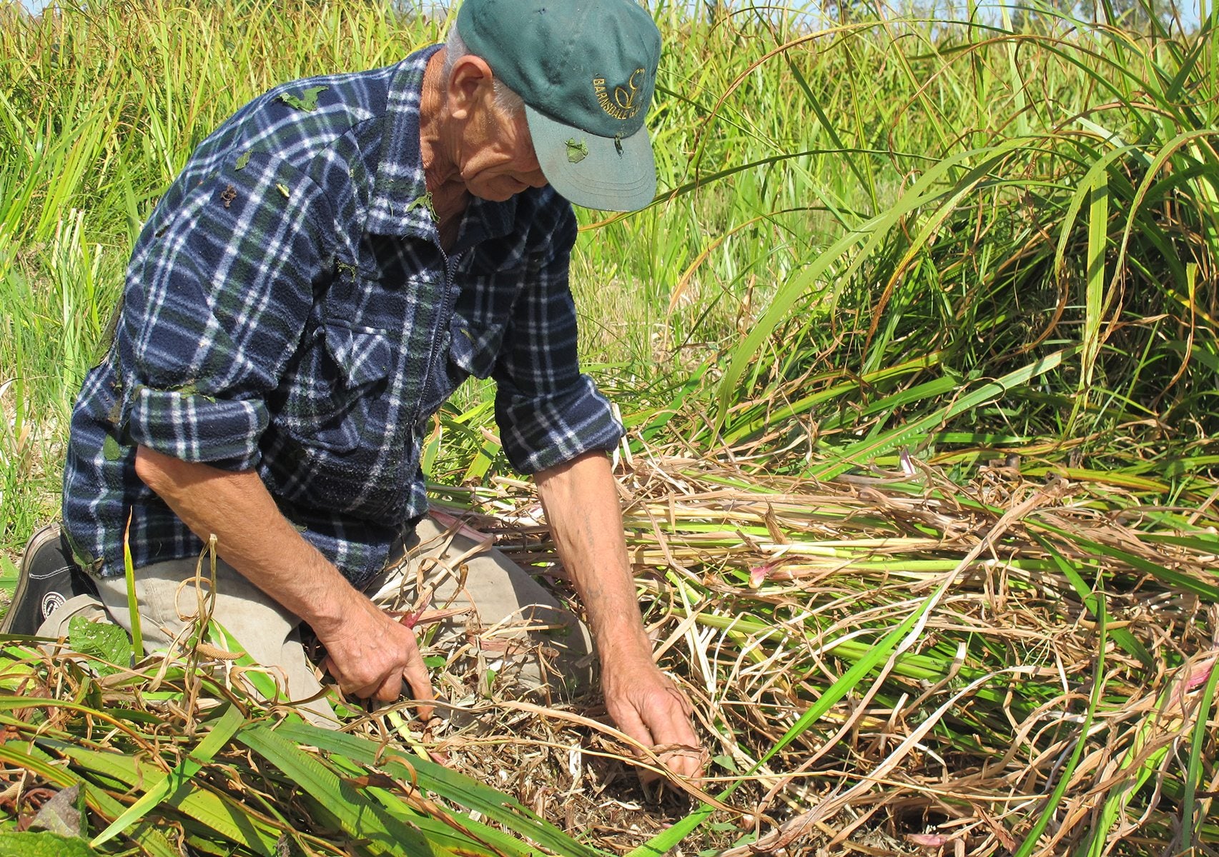 man in herb bed