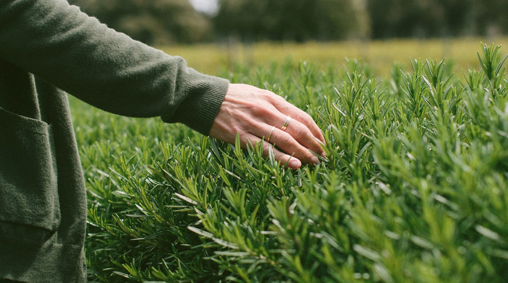a person reaching out to feel grass