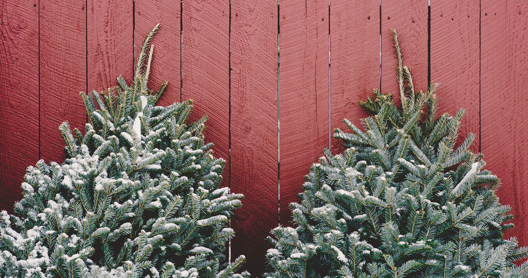 Fir, Spruce and Pine: The Christmas Tree