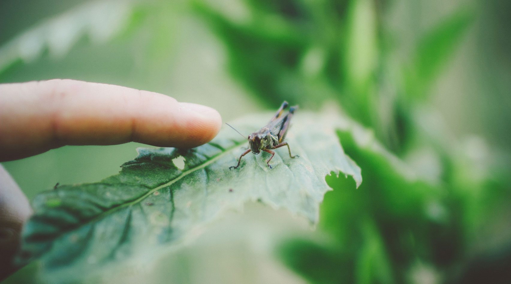 child's finger touching insect