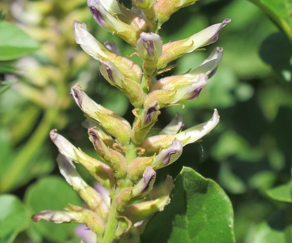 licorice flower