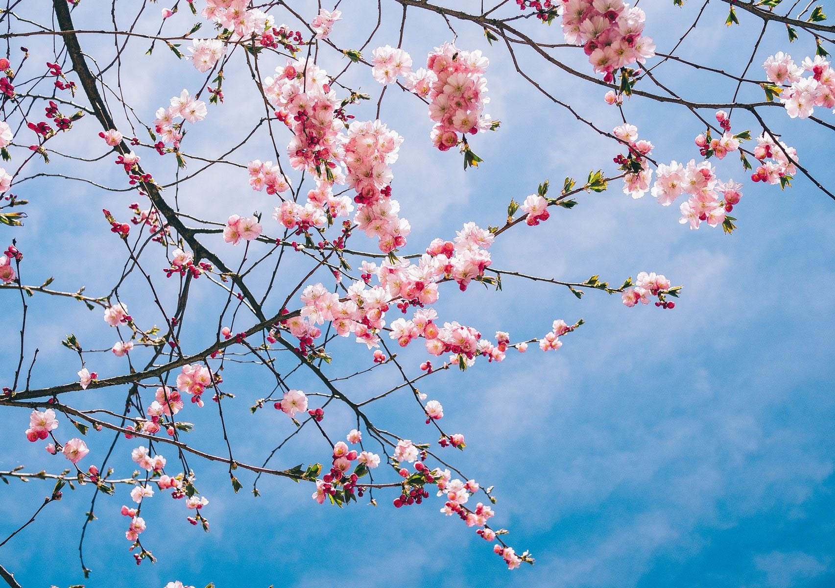 cherry blossoms