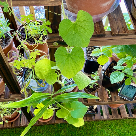 Spaghetti Squash growing up a plant rack (small space garden)