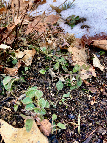 A photo of fresh green oregano sprouting from the soil in a garden as snow melts in the background. The oregano stems are thin and delicate, with small green leaves that are starting to unfold. The ground surrounding the oregano is covered in melted snow, with some small patches of snow still visible. In the background, there are blurred trees and plants, indicating that the oregano is growing in a garden or park. The photo captures the beginning of spring, with the oregano taking advantage of the melting snow to grow and thrive.