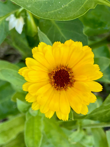 Yellow calendula flower with 3 layers of petals