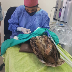 eye vet Dr Lo-an Odayar Centurion Pretoria Gauteng Appointment Specialist Ophthalmologist Oday Vets Rooihuiskraal Animal Vet Dog Cat Bird