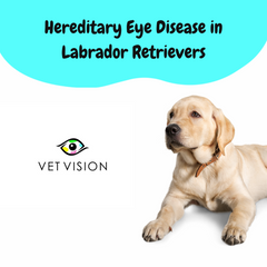 Hereditary Eye Diseases Labrador Retriever Veterinary Ophthalmologist Friday Centurion Gauteng
