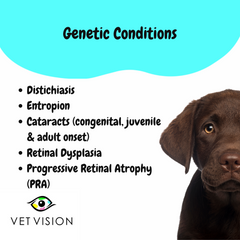 Genetic eye diseases of Labrador retriever distichiasis entropion retinal dysplasia progressive retinal atrophy cataracts Veterinaryophthalmologist Fridays Centurion