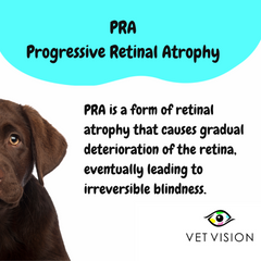 Progressive Retinal Atrophy PRA in Labrador retrievers can lead to sight loss Veterinary Ophthalmologist Fridays Centurion