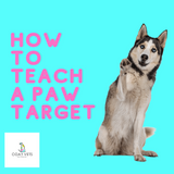 Dog training how to teach a paw target 