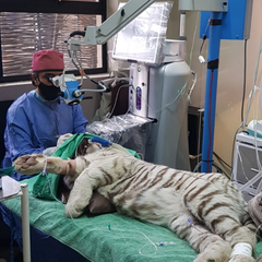 eye vet Dr Lo-an Odayar Centurion Pretoria Gauteng Appointment Specialist Ophthalmologist Oday Vets Rooihuiskraal Animal Vet Dog Cat Bird Tiger