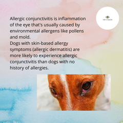 dr. lo-an odayar veterinary ophthalmologist centurion allergic conjunctivitis dogs allergy dog dog inflammed eyes