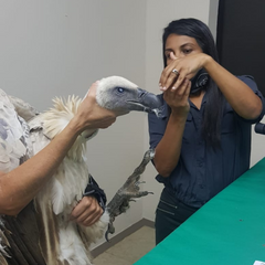 eye vet Dr Lo-an Odayar Centurion Pretoria Gauteng Appointment Specialist Ophthalmologist Oday Vets Rooihuiskraal Animal Vet Dog Cat Bird Vulture