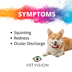 Symptoms of a corneal ulcer in pets dr lo-an odayar vet vision oday vets centurion gauteng