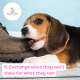 Stop puppy biting 5 top tips oday vets blog post exchange for legal chews