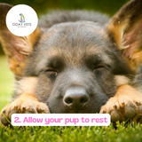 oday vets blog post top tips to help with puppy chewing biting allow rest