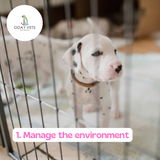 Oday Vets Blog Post Top Tips For Helping a chewing mouthing biting puppy manage the environment