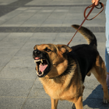 Reactive dog german shepherd barking on walk