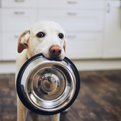 Dog food bowl oday vets dog training