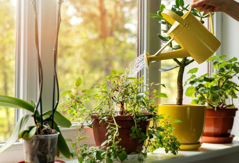 indoor_plant_watering