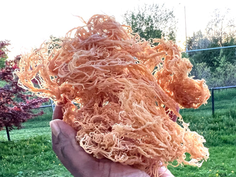 golden sea moss from st lucia