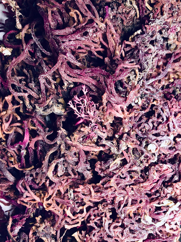 purple sea moss jamaica