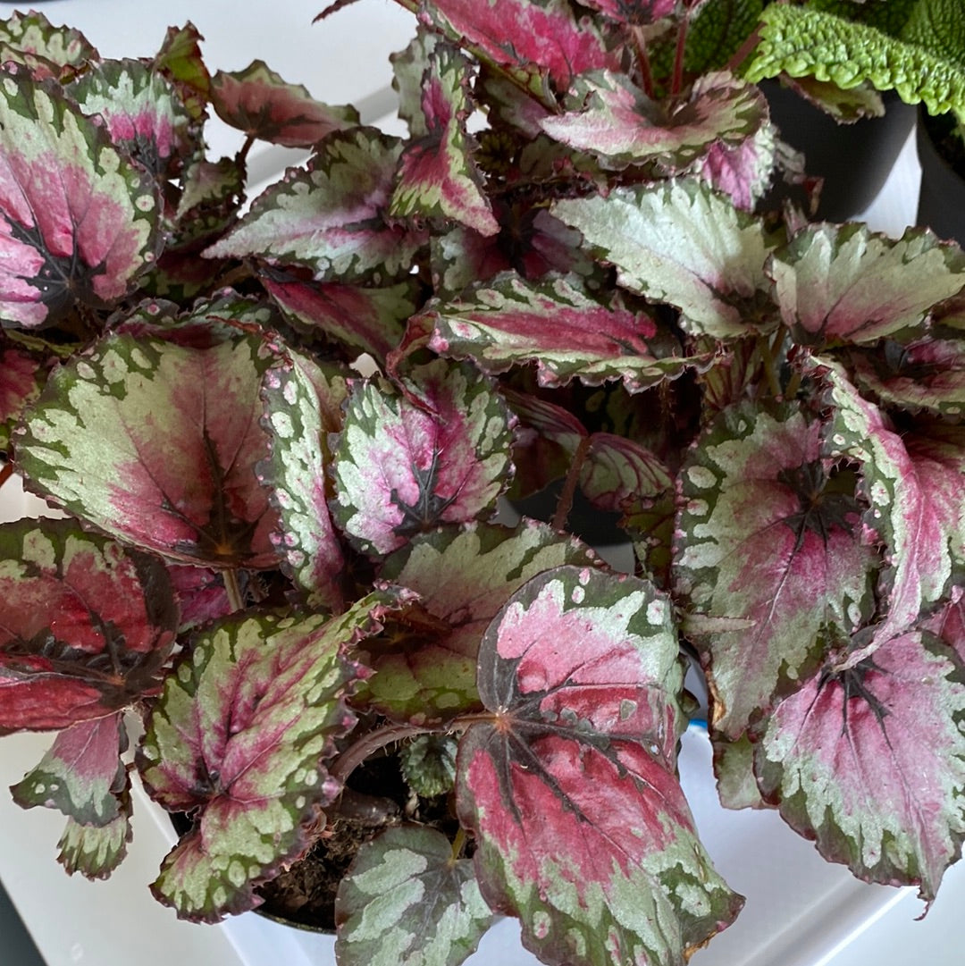 Planta Begonia Roja – DiosaPalma