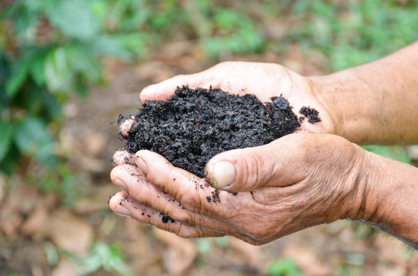 Closeup two hands holding rich, black, soil