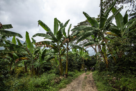 Landscape, banana trees, dirt path