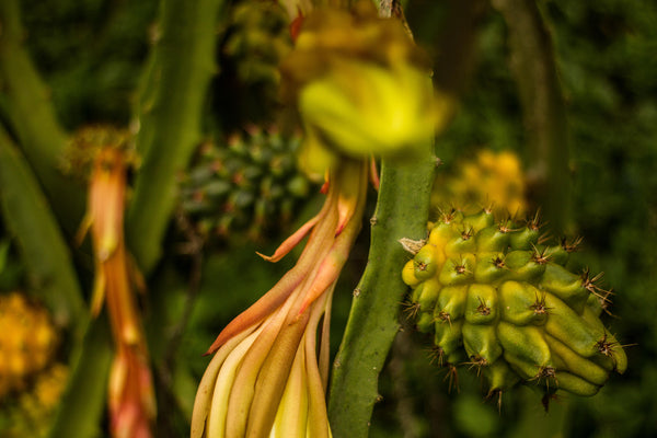 Yellow dragon fruit on vine