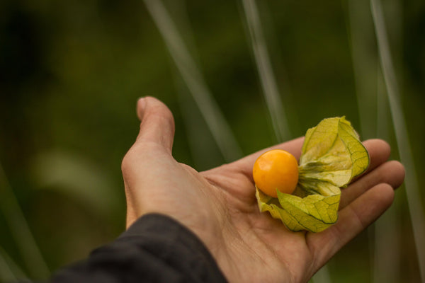 LGT Fruandes Golden Berry BioFruit Napoli