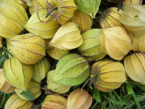 Closeup golden berries enclosed in bud