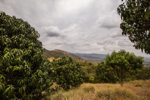 Fruandes landscape, mango trees in foreground, mountains in distance