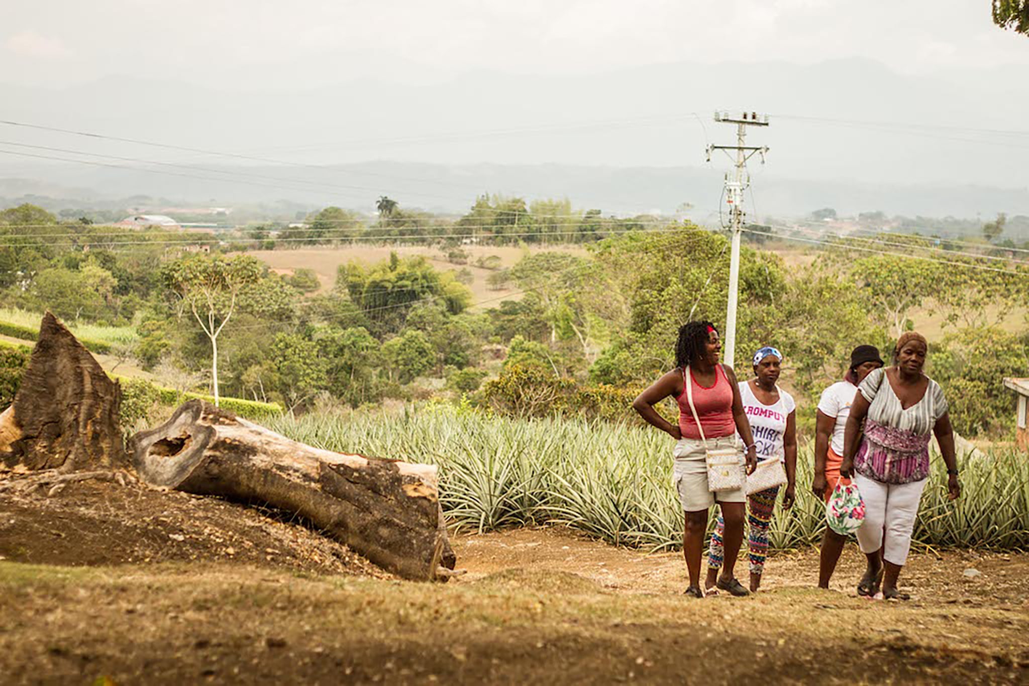Four female pineapple farm workers walk through field