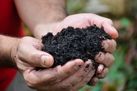 Coffee grounds good for soil when gardening