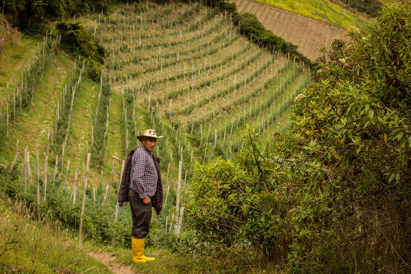 Golden berry farmer in yellow rubber boots, standing in vineyard