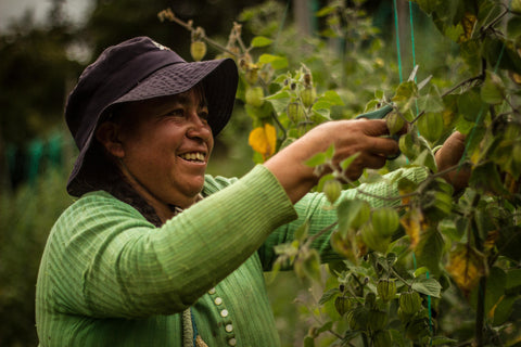 Female farmer picks golden berries from plant