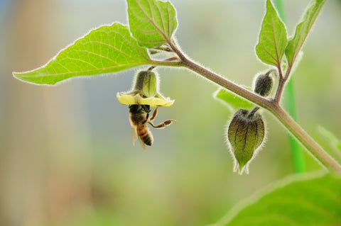 Bee pollinating golden berry blossom