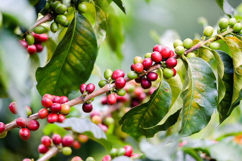 Closeup red and green coffee cherries on branch