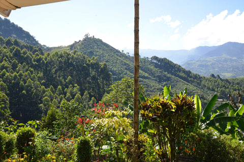 Colombia landscape, coffee trees, mountains