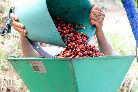 Man pouring red coffee cherries into green depulper