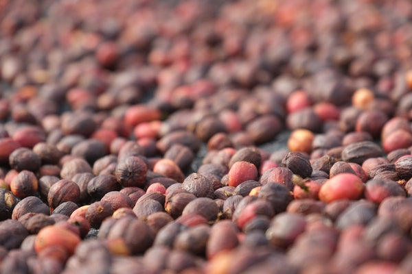 Closeup on coffee cherries laid out in sun to ferment